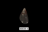 藏品(姬蛤)的圖片